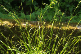Carex sylvatica Boszegge bestellen